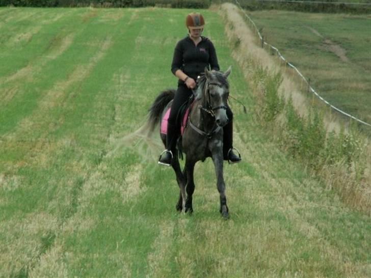 Arabisk fuldblod (OX) Cassie ox billede 17