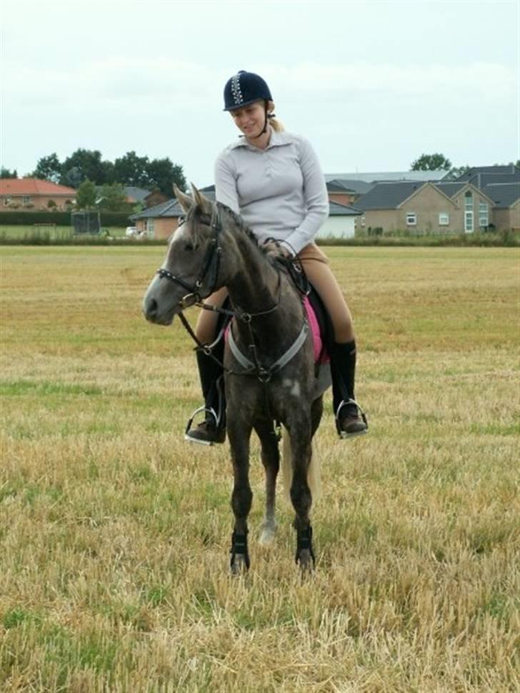 Arabisk fuldblod (OX) Cassie ox billede 18