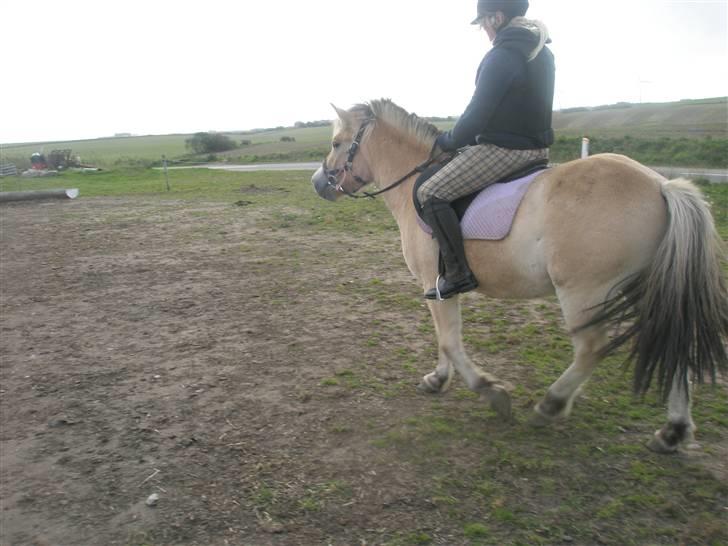 Fjordhest laban - første gang der er rytter på laban billede 17