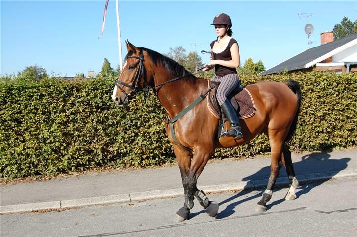 Dansk Varmblod Aagårds Walde - Velkommen til Walde drengens profil :) billede 1