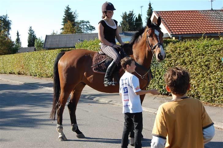 Dansk Varmblod Aagårds Walde billede 2