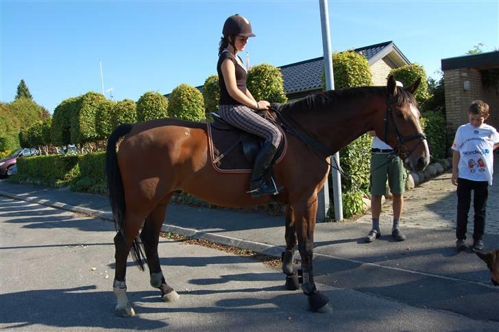 Dansk Varmblod Aagårds Walde billede 3