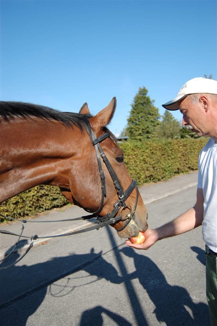 Dansk Varmblod Aagårds Walde billede 4