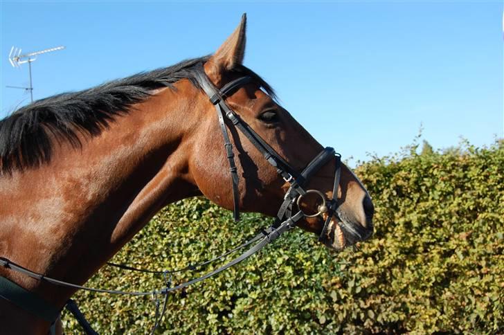 Dansk Varmblod Aagårds Walde billede 5