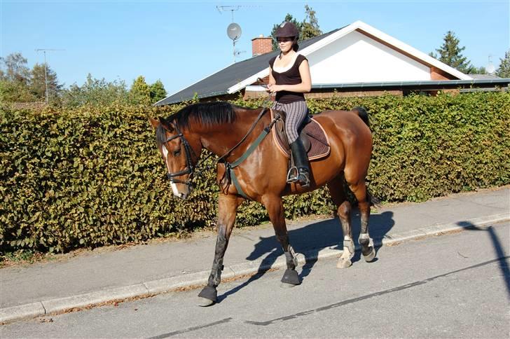 Dansk Varmblod Aagårds Walde billede 6