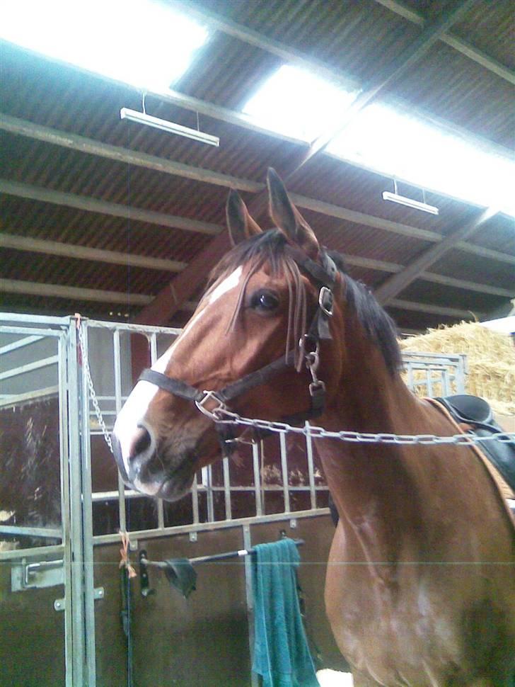 Dansk Varmblod Aagårds Walde billede 7