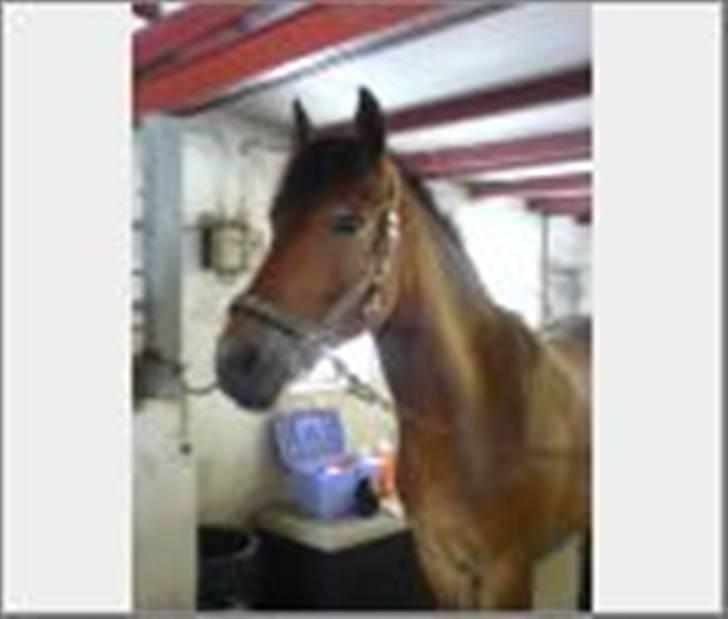 Anden særlig race Shirinja billede 6