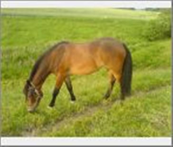 Anden særlig race Shirinja billede 7