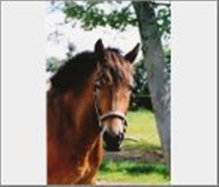 Anden særlig race Shirinja billede 8