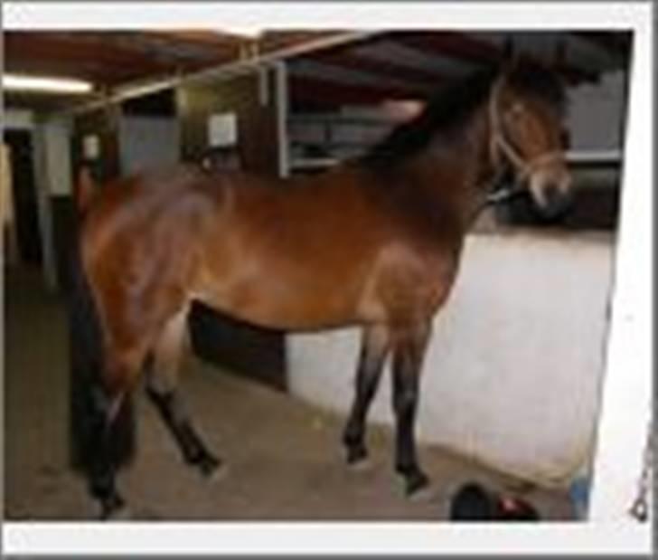 Anden særlig race Shirinja billede 9