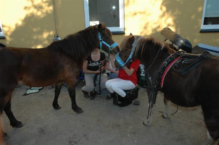Shetlænder Lilo - ingen kunne skille jer <3 billede 11
