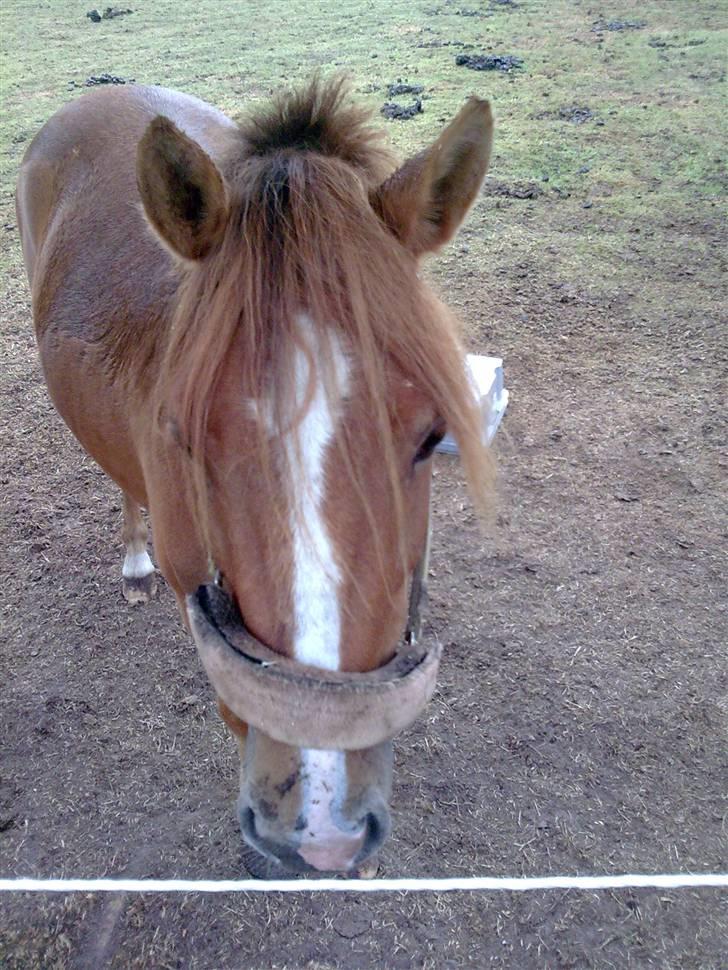 Anden særlig race Chili af HedegaardenSOLGT billede 8
