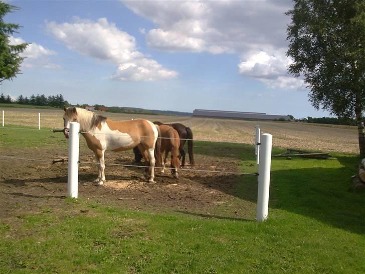 Anden særlig race Chili af HedegaardenSOLGT billede 9