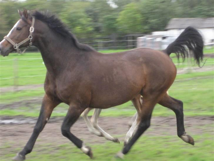 Dansk Varmblod Mette Mølholm "RIP" billede 12