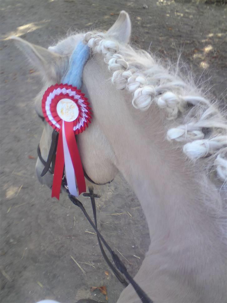 Fjordhest Fjordlys Armani + RIP + billede 17