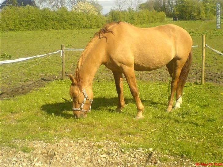 Anden særlig race Gamle[R.I.P 22.11.10]:'(  - 7¤du nød og være uden for og bare kunne væe dig selv!! billede 7