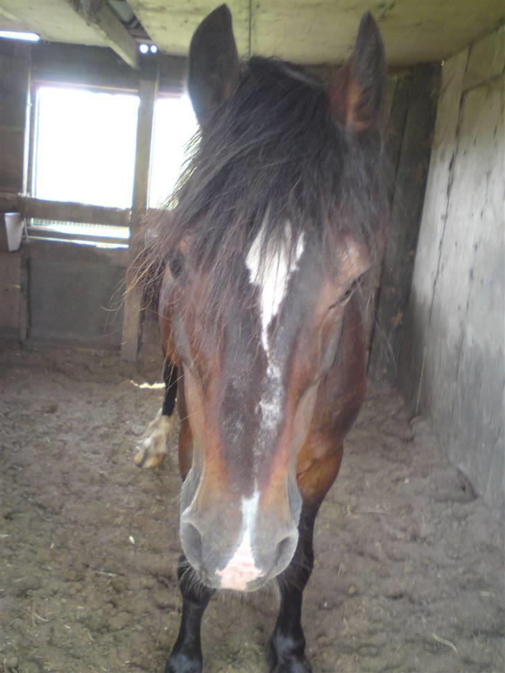 Welsh Cob (sec D) Talon Toreth *savnet* - Velkommen til min profil.. Skriv hvis du bedømmer lav eller middel.. billede 1