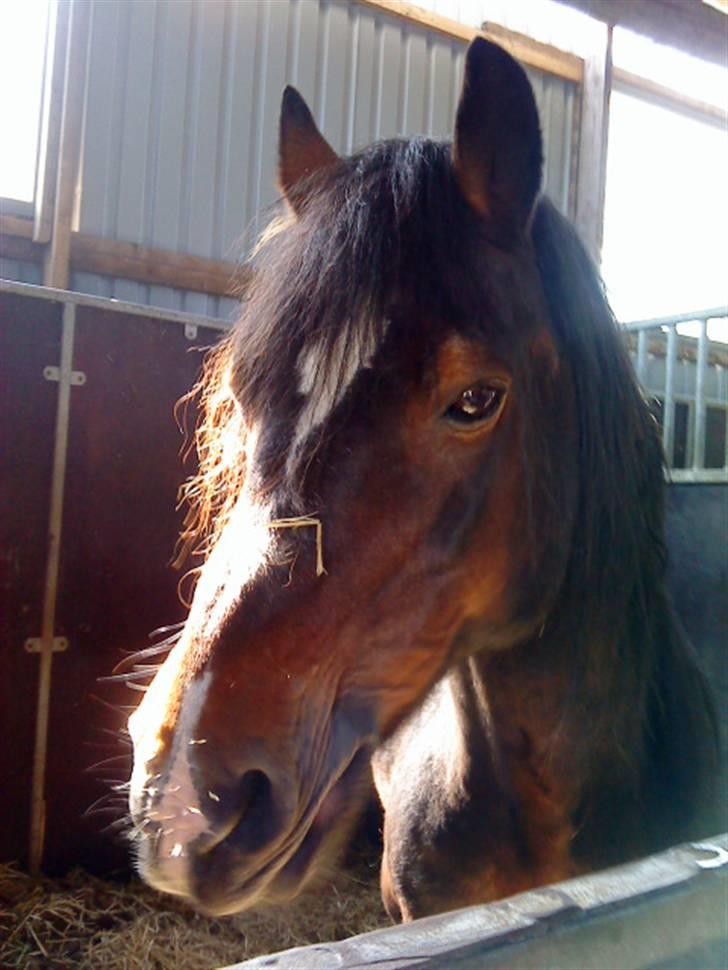 Welsh Cob (sec D) Talon Toreth *savnet* billede 2