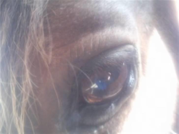 Welsh Cob (sec D) Talon Toreth *savnet* billede 3