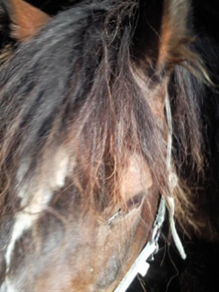 Welsh Cob (sec D) Talon Toreth *savnet* billede 4