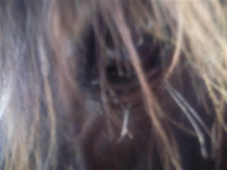 Welsh Cob (sec D) Talon Toreth *savnet* billede 5