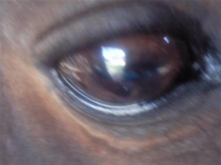 Welsh Cob (sec D) Talon Toreth *savnet* billede 6