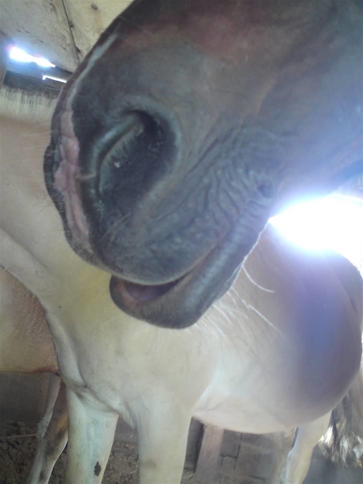 Welsh Cob (sec D) Talon Toreth *savnet* - se hans underlæbe :) billede 7