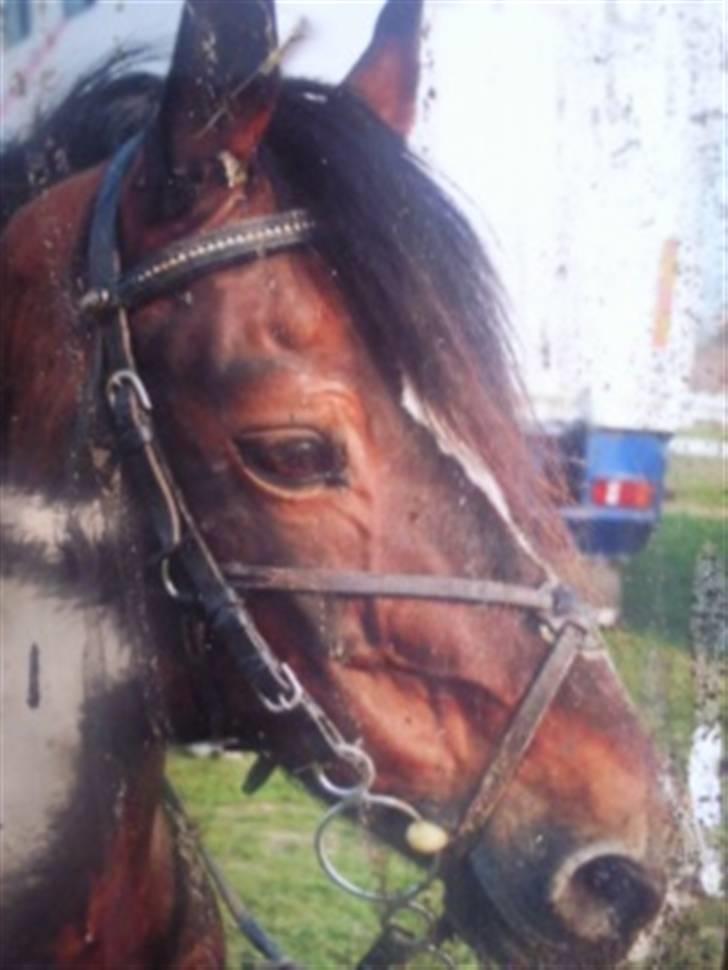 Welsh Cob (sec D) Talon Toreth *savnet* billede 8