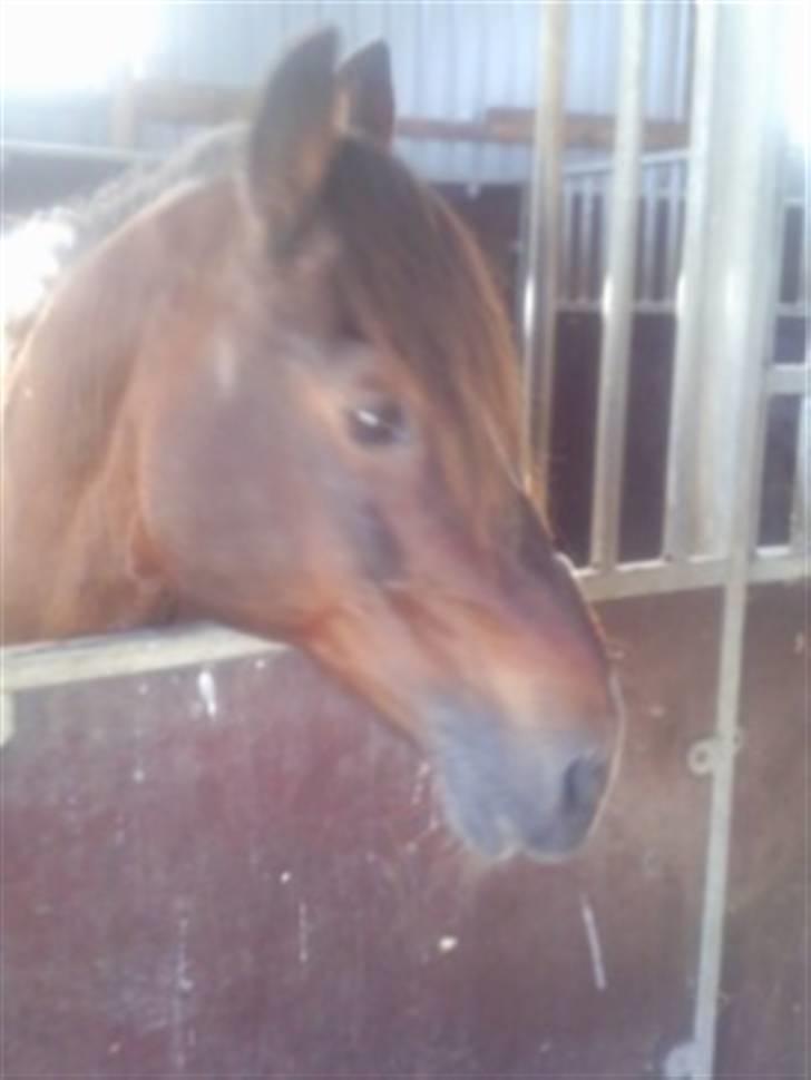 Welsh Cob (sec D) Talon Toreth *savnet* billede 9