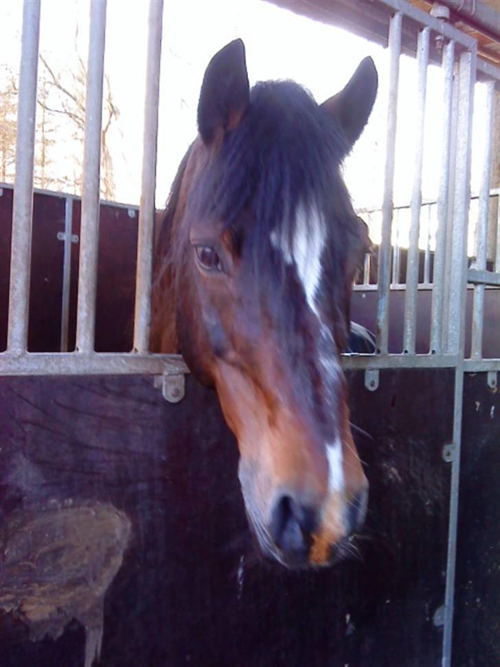 Welsh Cob (sec D) Talon Toreth *savnet* billede 10