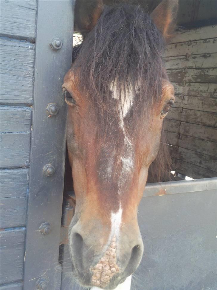 Welsh Cob (sec D) Talon Toreth *savnet* - sådan ser hans mule ud om sommeren :( billede 11