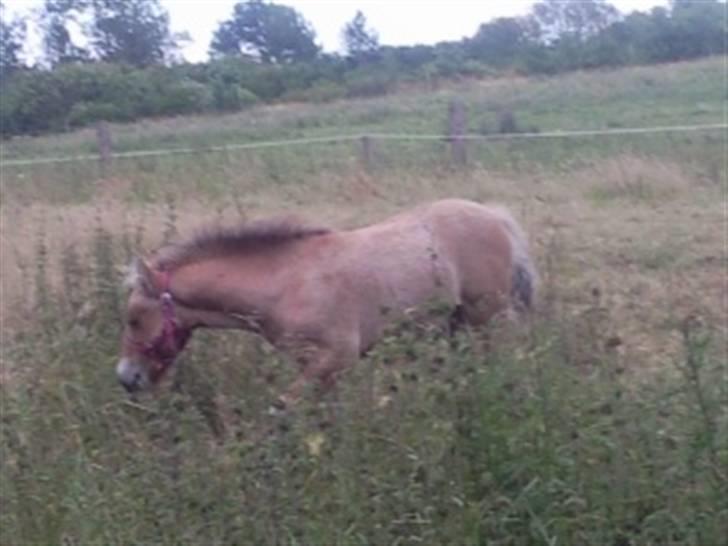 Welsh Cob (sec D) Talon Toreth *savnet* - dette er et føl han har lavet.. i ser her en halv welsc cob og norbakke hingst. billede 12