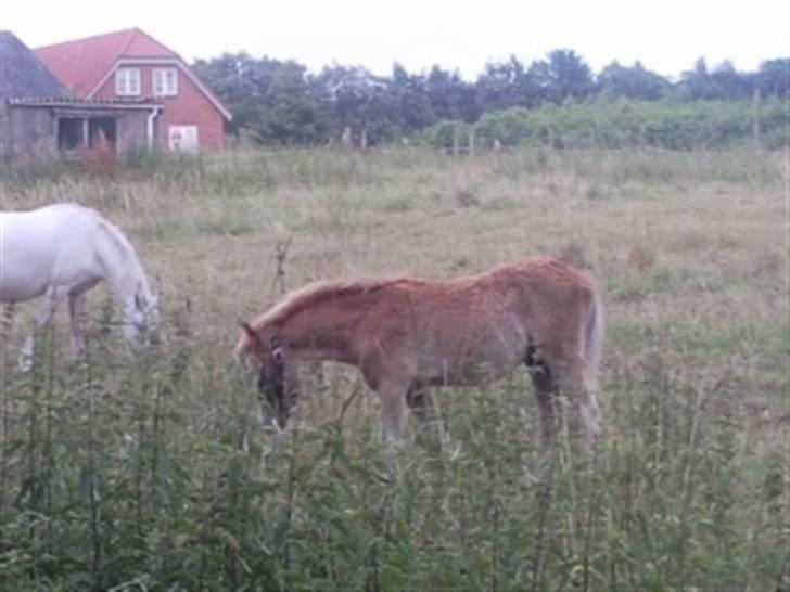 Welsh Cob (sec D) Talon Toreth *savnet* - og her er det andet føl han lavde 09.. dette er en ren welch. den hvide i bagrunden er hans mor hun er ren Welsh Mauntain. billede 13