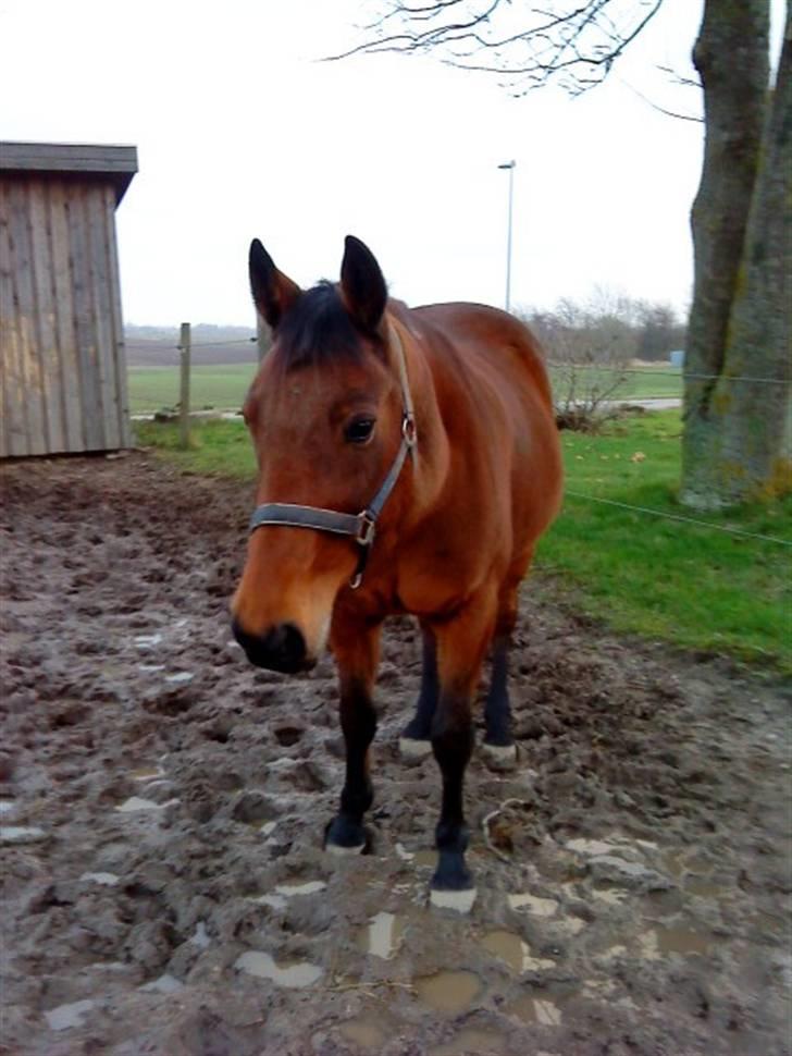 Traver barney *rider* billede 1