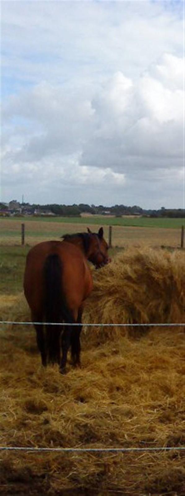 Traver barney *rider* billede 2