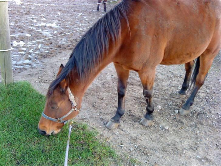 Traver barney *rider* billede 3