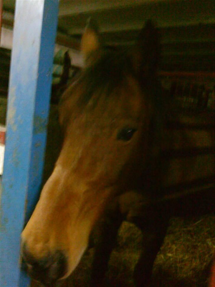 Traver barney *rider* billede 4