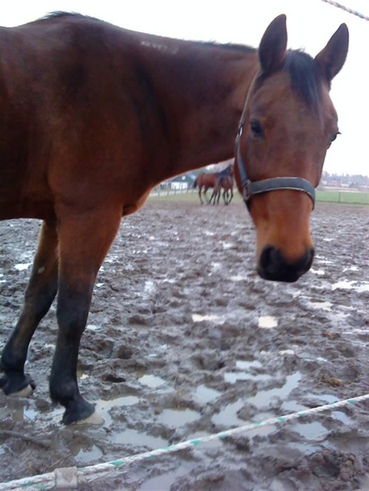 Traver barney *rider* billede 5