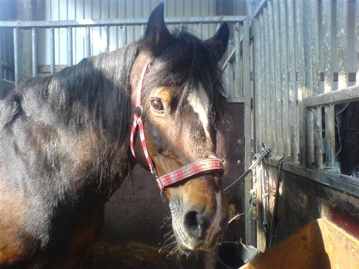 Welsh Cob (sec D) Talon Toreth *savnet* billede 14