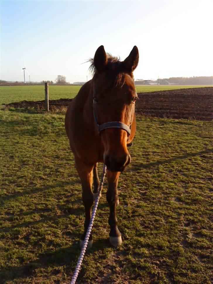 Traver barney *rider* billede 6