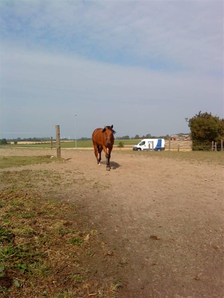 Traver barney *rider* billede 7