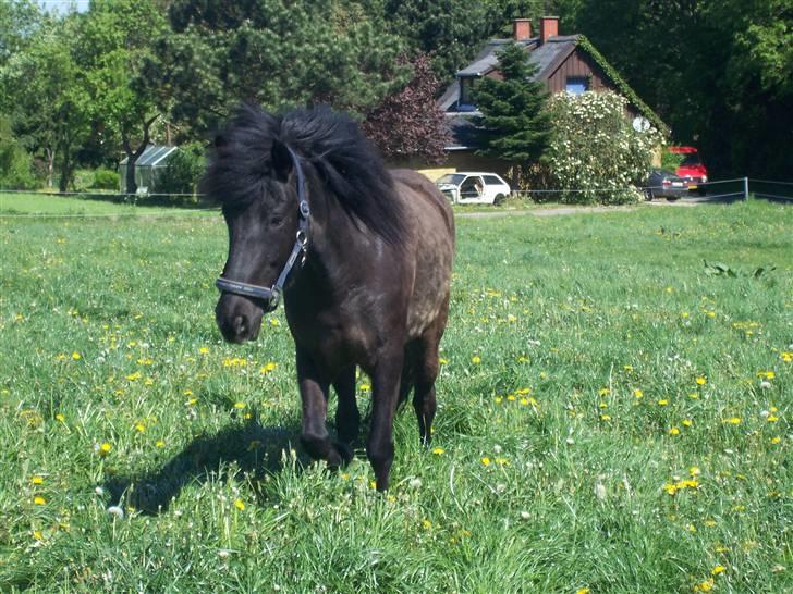 Islænder Rás fra lille Nørregård 2 - Solgt - Bor nu på Møn - En dejlig forårsdag på græsfolden, vinterpelsen er endnu ikke helt skiftet ud billede 1