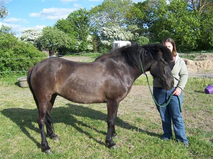 Islænder Rás fra lille Nørregård 2 - Solgt - Bor nu på Møn billede 2