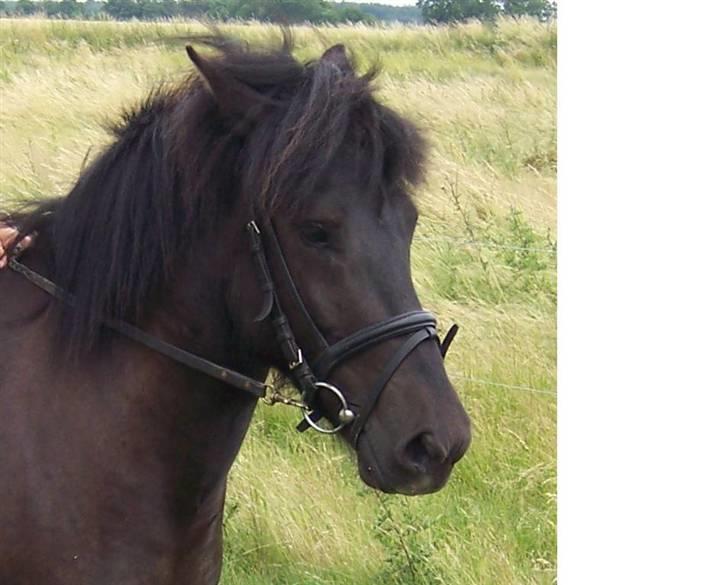 Islænder Rás fra lille Nørregård 2 - Solgt - Bor nu på Møn - en ridedag på marken billede 3