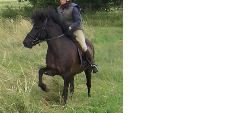 Islænder Rás fra lille Nørregård 2 - Solgt - Bor nu på Møn - lidt fremvisning da hun var i træning hos Àskier Grant billede 4