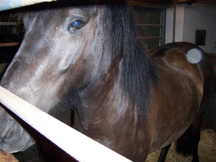 Islænder Rás fra lille Nørregård 2 - Solgt - Bor nu på Møn - I stalden inden træning billede 5