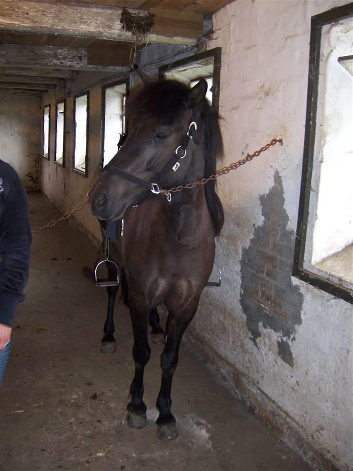 Islænder Rás fra lille Nørregård 2 - Solgt - Bor nu på Møn - I stalden inden træning billede 6