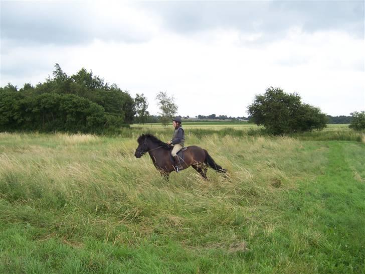 Islænder Rás fra lille Nørregård 2 - Solgt - Bor nu på Møn - Igen lidt fremvisning billede 7