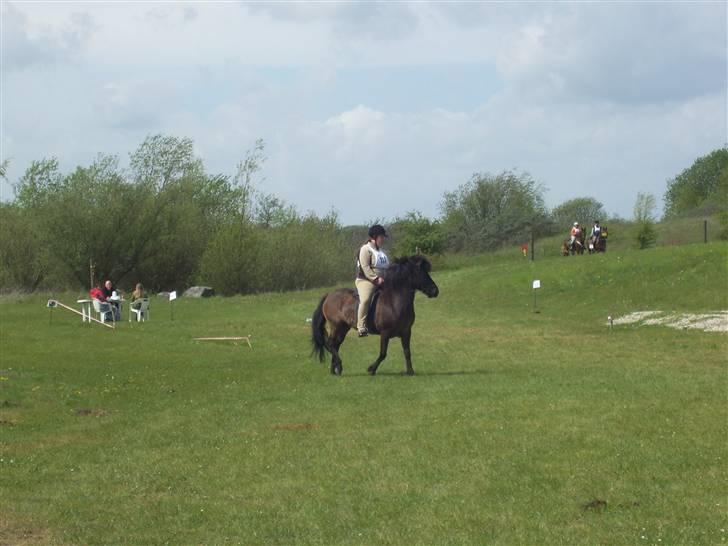 Islænder Rás fra lille Nørregård 2 - Solgt - Bor nu på Møn - Til vores første distancestævne. Ret dårligt billed, men hun havde meget travlt. Der var ben til alle sider. Men super velredet stævne, vi var kun 16 sek. fra ideal tiden billede 8
