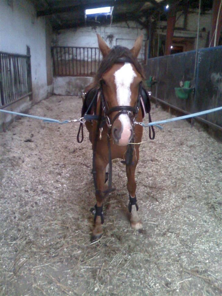 Welsh Pony (sec B) pretty R.I.P. billede 13